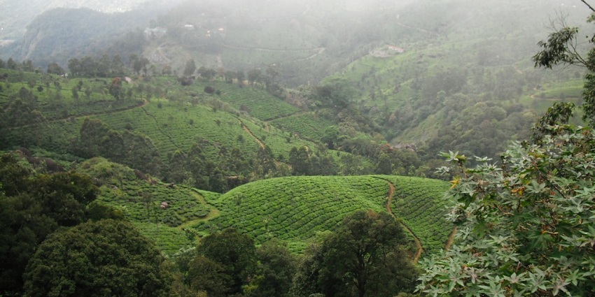 Panoramic snapshot of a beautiful Tea Estate accommodation near the Chinnakanal Waterfalls
