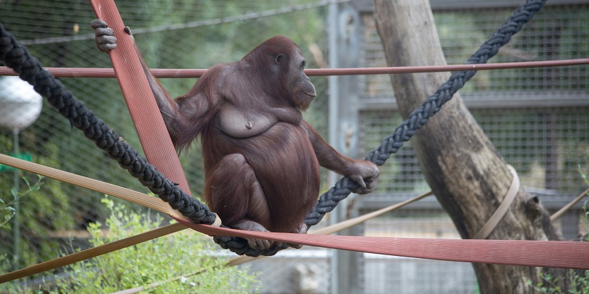 Rewalsar Zoo Park is a conservation centre for animals of Rewalsar and a must-visit.