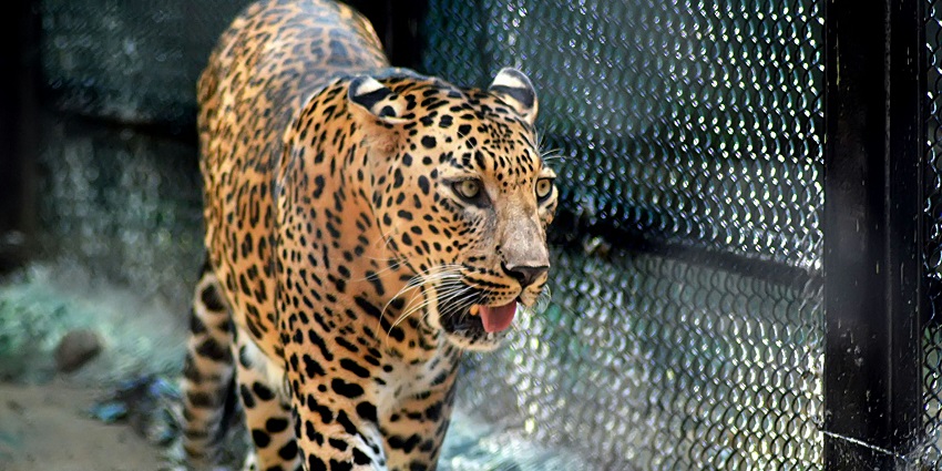 A beautiful image of a leopard roaming around in a famous zoological park in India.