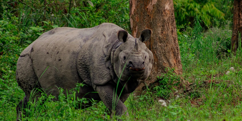 Snapshot of beautiful Asiatic Rhino in its natural habitat in the Wildlife of Assam