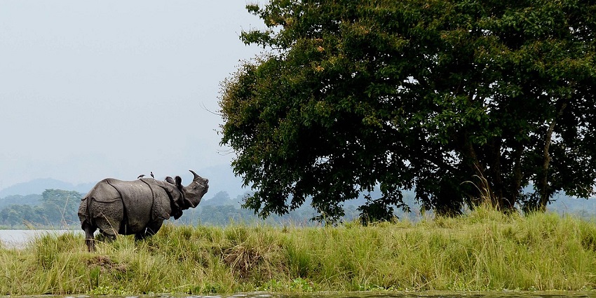 One-horned rhino at Kaziranga National Park, grazing in its natural habitat amidst tall grass.