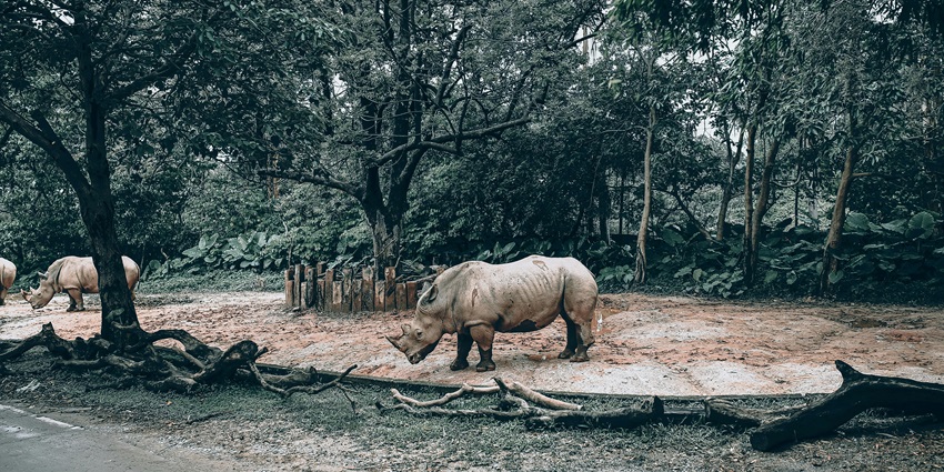 Beautiful snapshot of a majestic grey rhino in its natural habitat amidst the dense forest