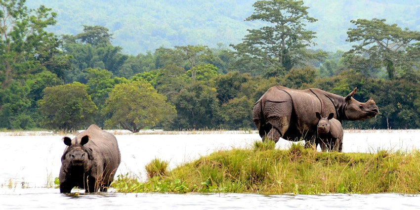 Phawngpui national park is a perfect place for a peaceful retreat amidst nature's embrace
