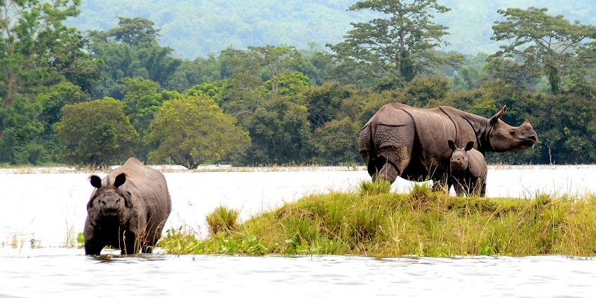 Rhinos bathing at the lakeside of a national park, a sight for tourists to capture