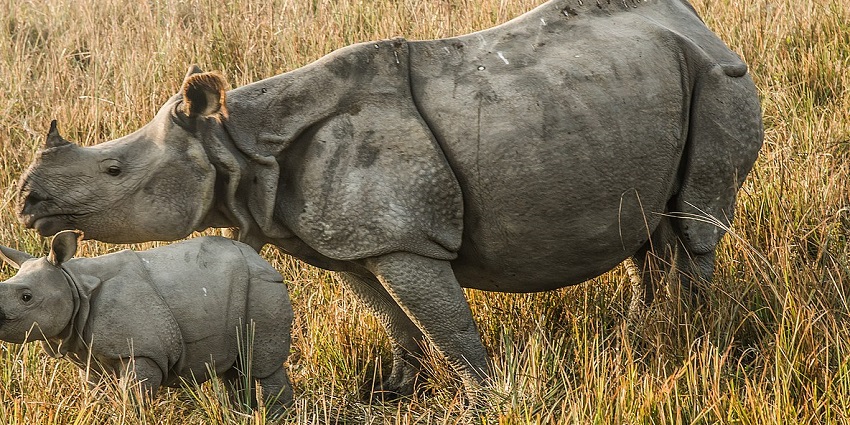 One-horned rhino and its baby in their natural habitat, showcasing the strong bond.