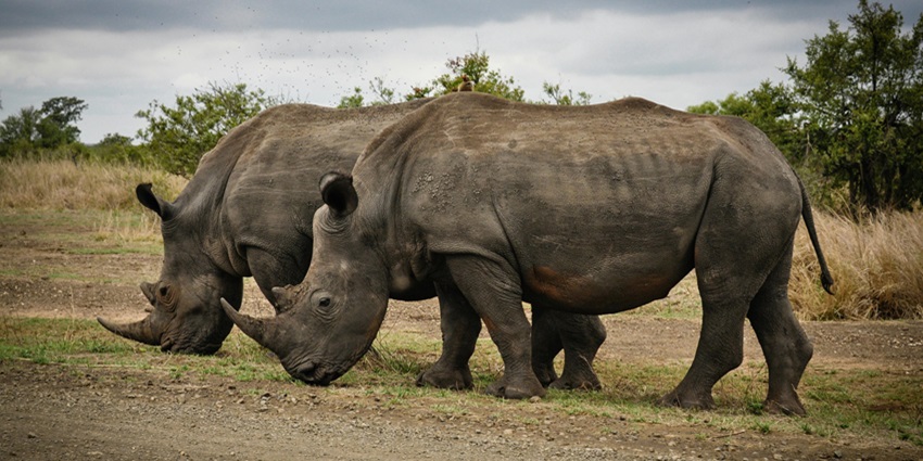 Beautiful image of the wild pair of Rhinos in the majestic Gumti Wildlife Sanctuary
