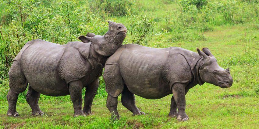 Visit the popular Nambor Doigrung Wildlife Sanctuary and witness wilderness in action.