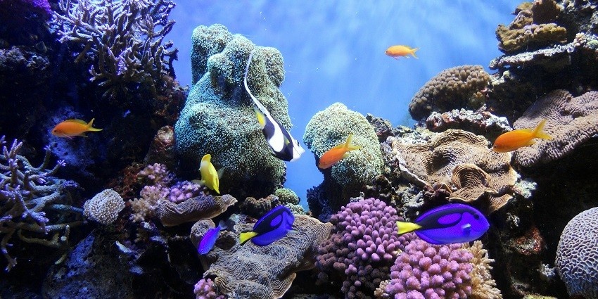 A picture of a coral reef taken underwater with plenty of fish swimming around