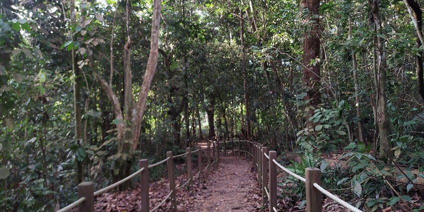 The Scenic snapshot of the beautiful Rifle Range Nature Park—Hiking in Singapore