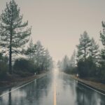 A road after a rain shower with pine trees on either side during monsoon season.