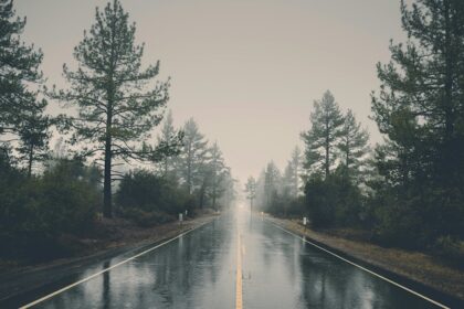 A road after a rain shower with pine trees on either side during monsoon season.