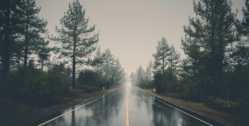 A road after a rain shower with pine trees on either side during monsoon season.