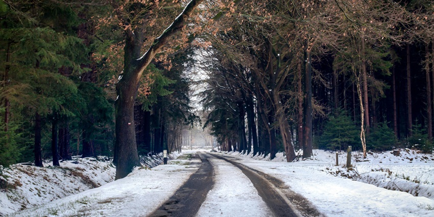 Snow-covered road during winter, lined with bare trees and a serene, chilly atmosphere.
