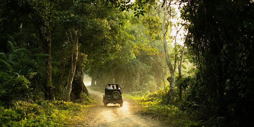 Snapshot of a beautiful road passing through the dense lush green jungle in the sanctuary