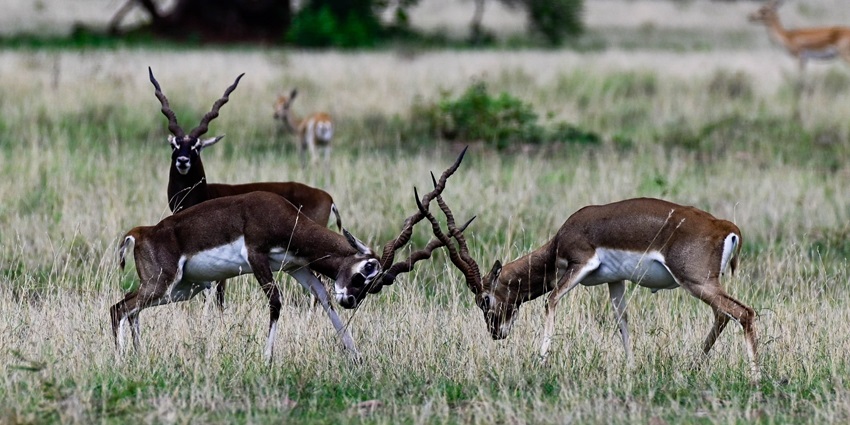 Blacbucks spotted on the lush green grounds of the Rollapadu Wildlife Sanctuary.