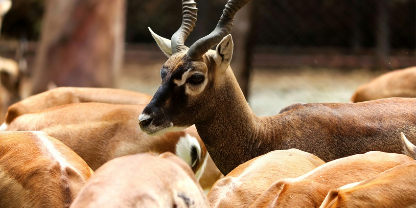 Exploring Rollapadu Wildlife Sanctuary is one of the best things to do in Kurnool.