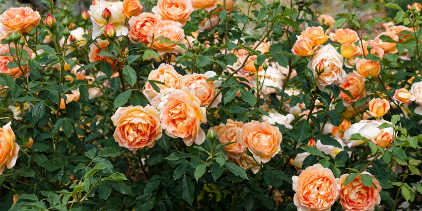 The scenic snapshot of the beautiful rose gardens situated nearby the Hauz Khas village