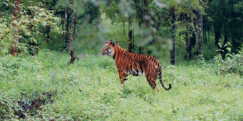 The image of a fierce Tiger in the forests of the Rowa Wildlife Sanctuary, Tripura, India.