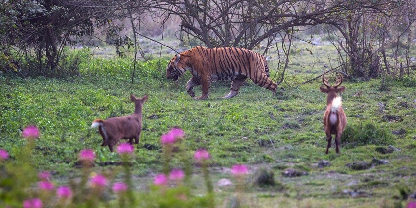 A royal bengal tiger wandering the park's verdant fields at evening