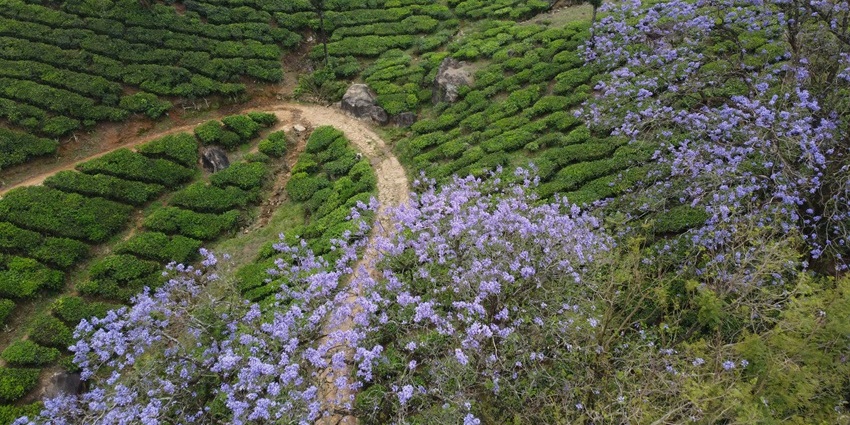 Rungajaun Tea Estate is one of the famous tea estates in the region for its tea varieties.