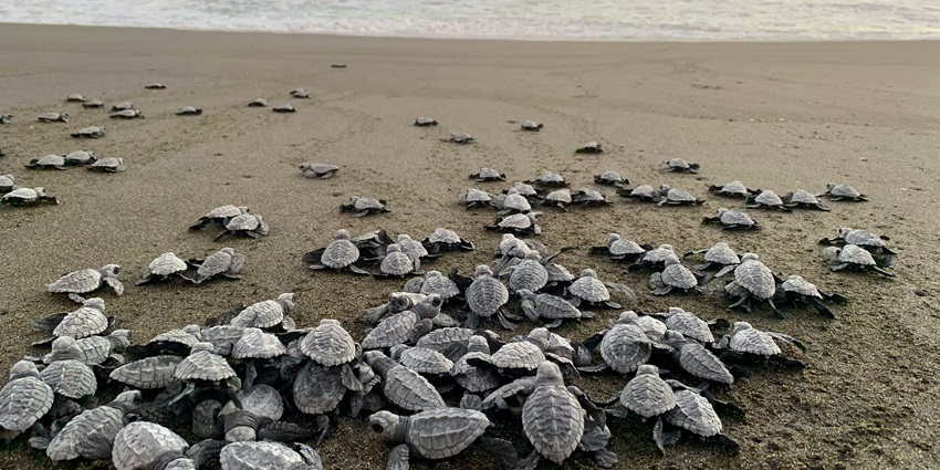 Rushikulya Beach is one of the most pristine beaches in Odisha for every tourist to visit.