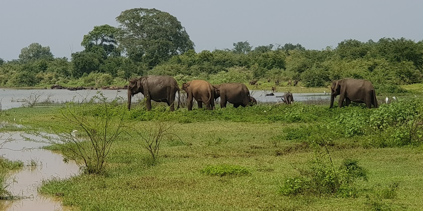 A picture of a herd of elephants around a pond at the Udawalawe National Park