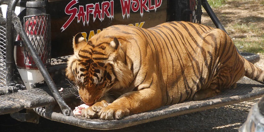 Safari world , one of the most-visited destinations of Bangkok. Displays wild animals exotically.
