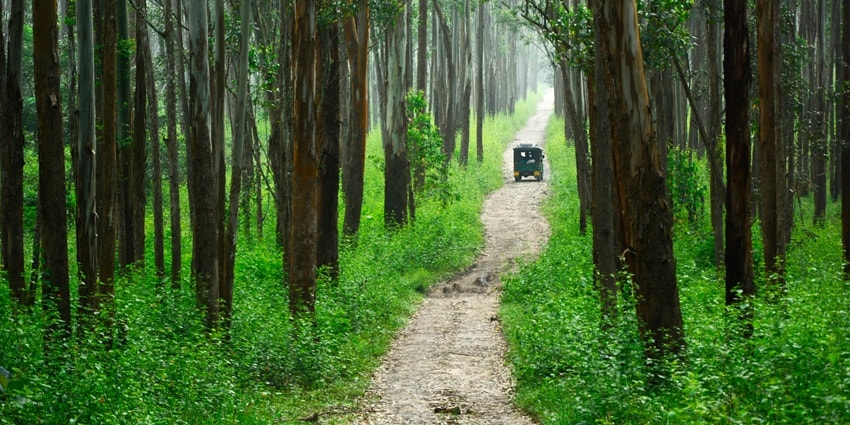 Muthanga wildlife sanctuary is offers a diverse wildlife along with scenic views