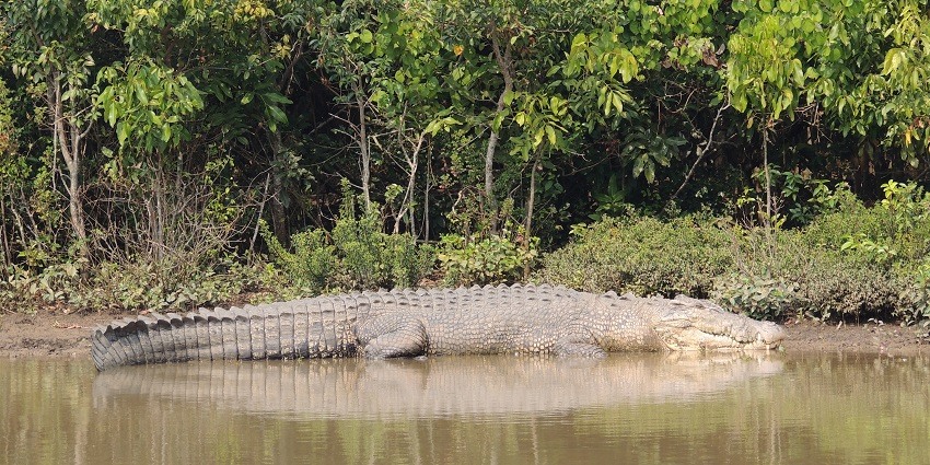 Bhitarkanika Wildlife Sanctuary is famous for its huge population of Saltwater crocodiles.