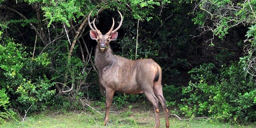  A sambar deer stands gracefully in Wilpattu National Park, surrounded by lush greenery.
