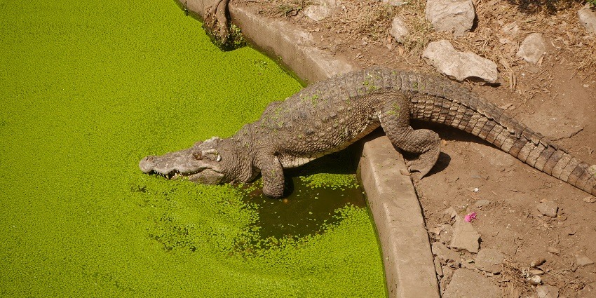 This farm and zoo presents the world of crocodiles in a vivid and entertaining way.