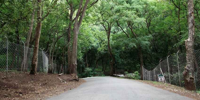 Marayoor Sandalwood forests near Muniyar caves offers a unique experience for tourists