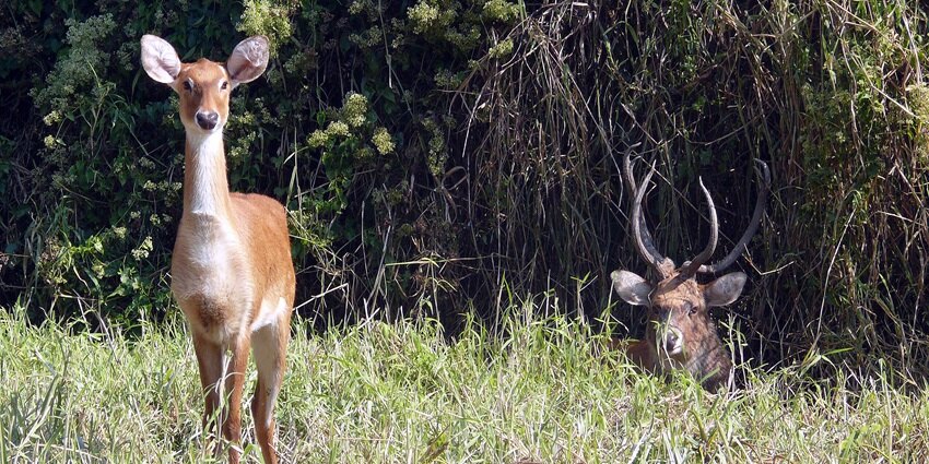 Deer elegant appearance in its natural habitat - things to do in Imphal, Zoological Garden
