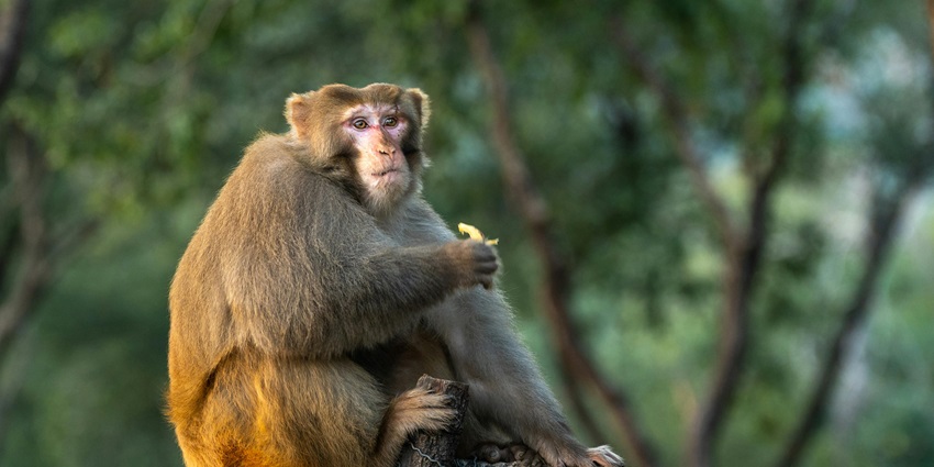 Sangeh Monkey Forest is one of the most wonderful wildlife sanctuaries in Bali for all.
