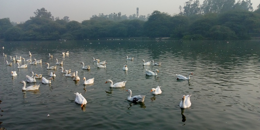 Sanjay Lake is one of the best places to explore near the attraction in the region.