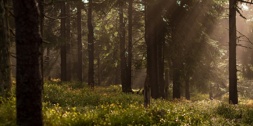 Sanjay Van is a popular forest area in Delhi, perfect for explores and nature enthusiasts.