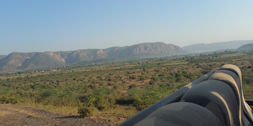 A picture of the vast forest area at Sariska Tiger Reserve with a variety of fauna all around