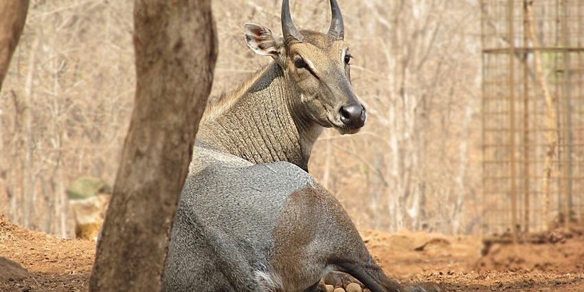 Image of Captured at Satmaliya Deer Reserve, Dadra & Nagar Haveli