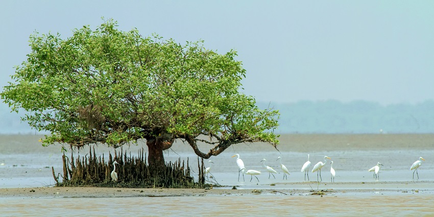 Saza Wildlife Sanctuary has creatures in their native habitat, including rhesus monkeys, deer, and leopards.
