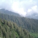 A view full of trees that represents the lush greenery of Himachal Pradesh.