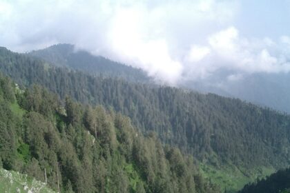 A view full of trees that represents the lush greenery of Himachal Pradesh.