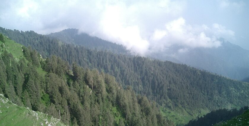 A view full of trees that represents the lush greenery of Himachal Pradesh.