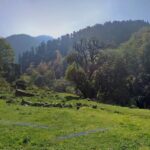 The lush grrenery, an example of great vegetation in Himachal as visible on a sunny day.