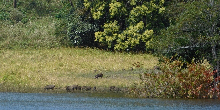 Tourists should explore the national parks of Mizoram to enjoy a getaway into the wilderness