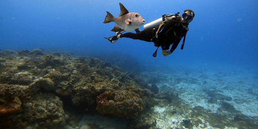 Scuba Diving offers adventure enthusiasts a perfect view of aquatic life and coral reefs
