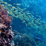 Hundreds of fish swimming near an underwater reef system, as captured by a scuba diver