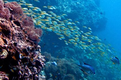 Hundreds of fish swimming near an underwater reef system, as captured by a scuba diver