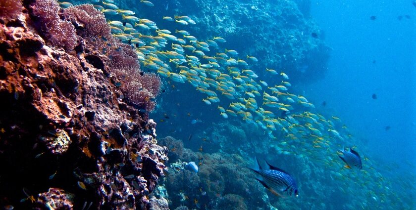 Hundreds of fish swimming near an underwater reef system, as captured by a scuba diver