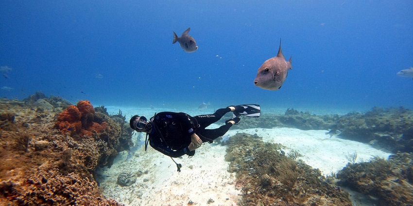 Koh Tao scuba diving is an unmissable adventure sport on your trip to Thailand for thrill seekers