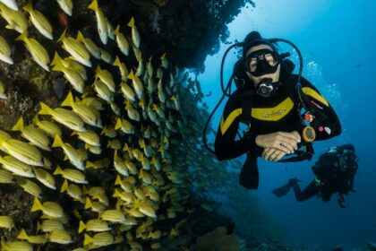 Uncover the vast marine species in Kovalam while deep sea diving for a thrilling adventure